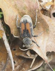 Clinterocera nigra