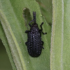 Microrhopala excavata