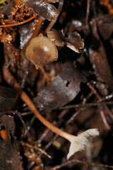 Mycena tuvara