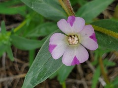 Clarkia purpurea