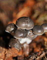 Mycena tuvara