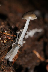 Mycena tuvara