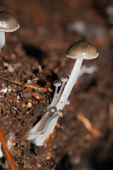 Mycena tuvara