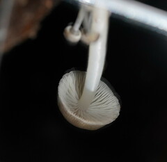 Mycena tuvara