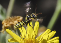 Nomada suavis