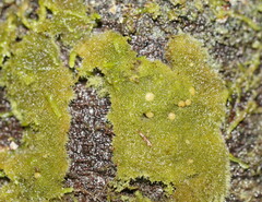 Coenogonium implexum