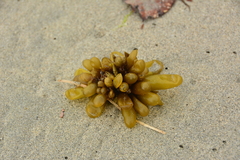 Halosaccion glandiforme