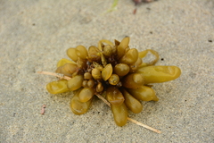 Halosaccion glandiforme