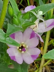 Clarkia purpurea