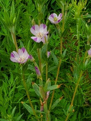 Clarkia purpurea