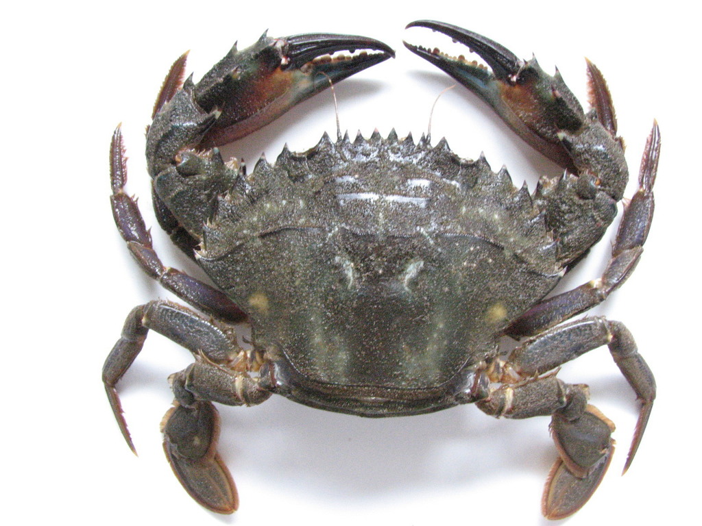 Asian Paddle Crab (Intertidal And Coastal Species Of The East Coast ...