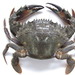 Asian Paddle Crab - Photo (c) Self, some rights reserved (CC BY-SA)