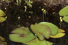Utricularia geminiscapa