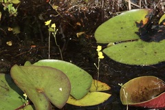 Utricularia geminiscapa