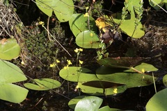 Utricularia geminiscapa