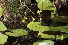 Utricularia geminiscapa