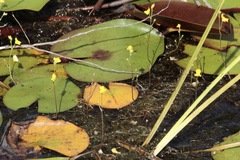Utricularia geminiscapa
