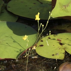 Utricularia geminiscapa