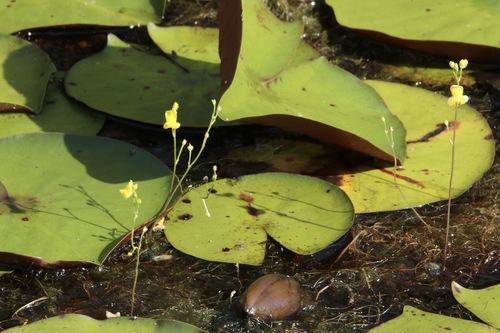 Image of Utricularia geminiscapa by (c) er-birds, some rights reserved (CC BY)