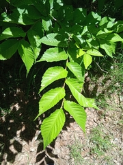 Ulmus