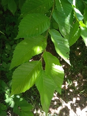 Ulmus