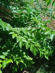 Ulmus