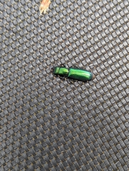 Temnoscheila virescens