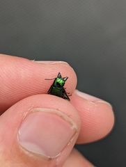 Temnoscheila virescens