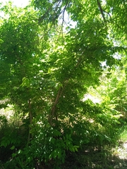 Ulmus