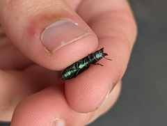 Temnoscheila virescens