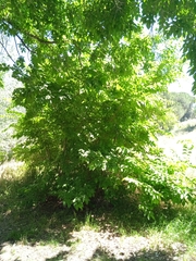 Ulmus