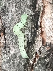 Hypsoropha hormos