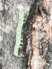 Hypsoropha hormos