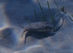 Torquigener flavimaculosus