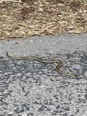 Thamnophis elegans vagrans