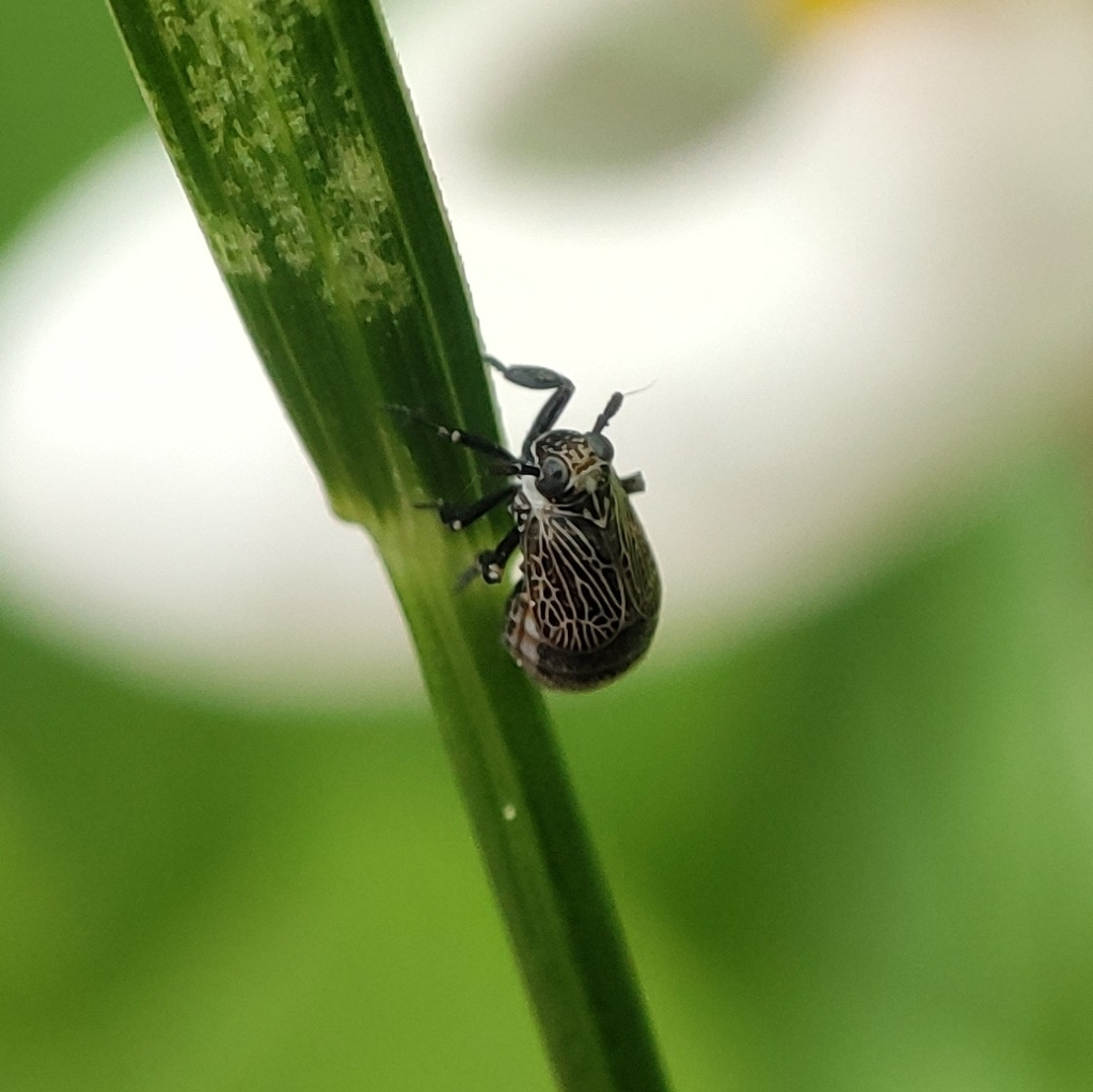 Phyllodinus nervatus
