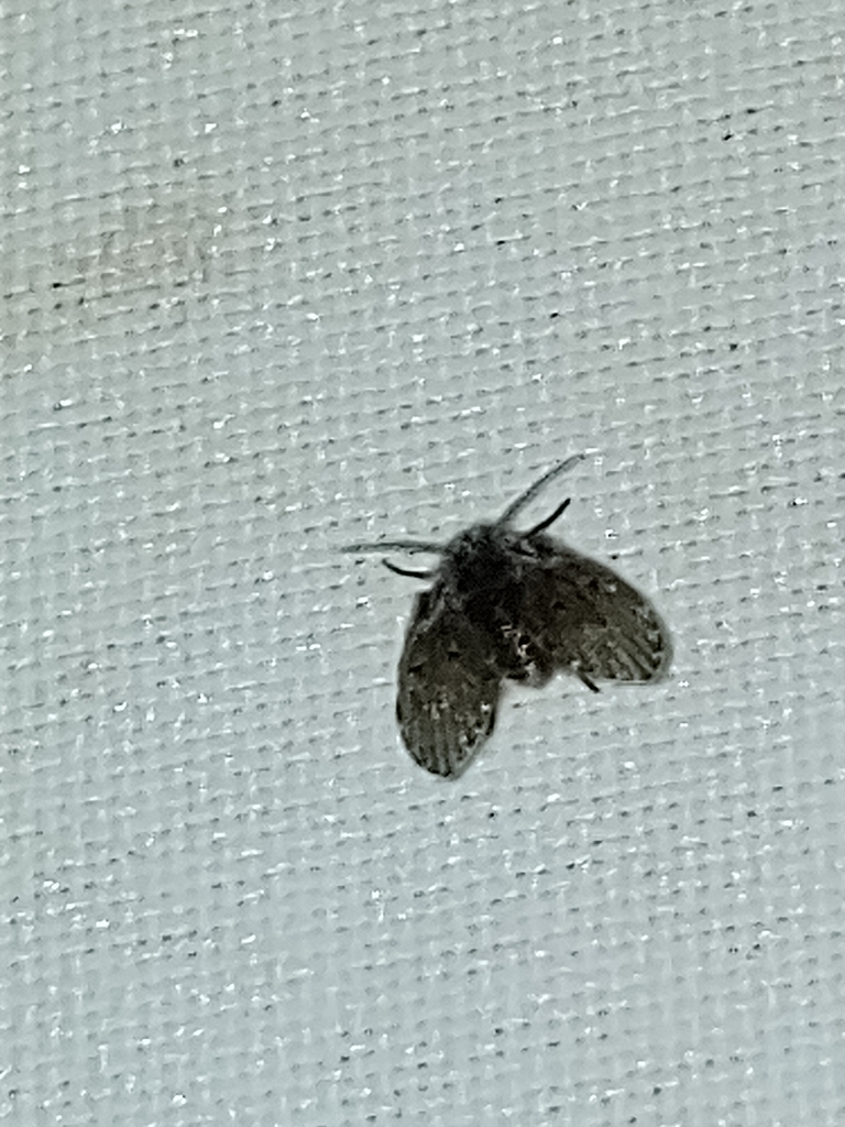 Bathroom Moth Fly from 2180 Antwerp, Belgium on July 07, 2022 at 12:19 ...