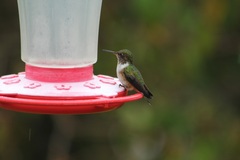 Selasphorus scintilla