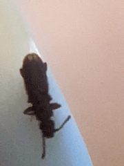 Oryzaephilus surinamensis