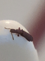 Oryzaephilus surinamensis