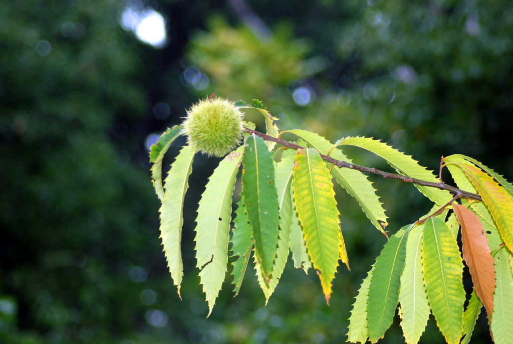 American Chestnut Trees Of Vermont · Inaturalist
