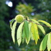American Chestnut - Photo (c) Bob MacInnes, some rights reserved (CC BY)