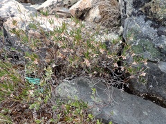 Andromeda polifolia polifolia