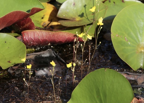 Image of Utricularia geminiscapa by (c) er-birds, some rights reserved (CC BY)