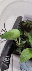 Coleoptera