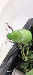 Coleoptera