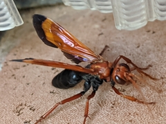 Hemipepsis mauritanica