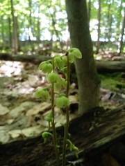 Pyrola chlorantha