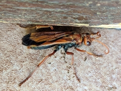 Hemipepsis mauritanica