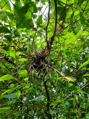 Tillandsia butzii